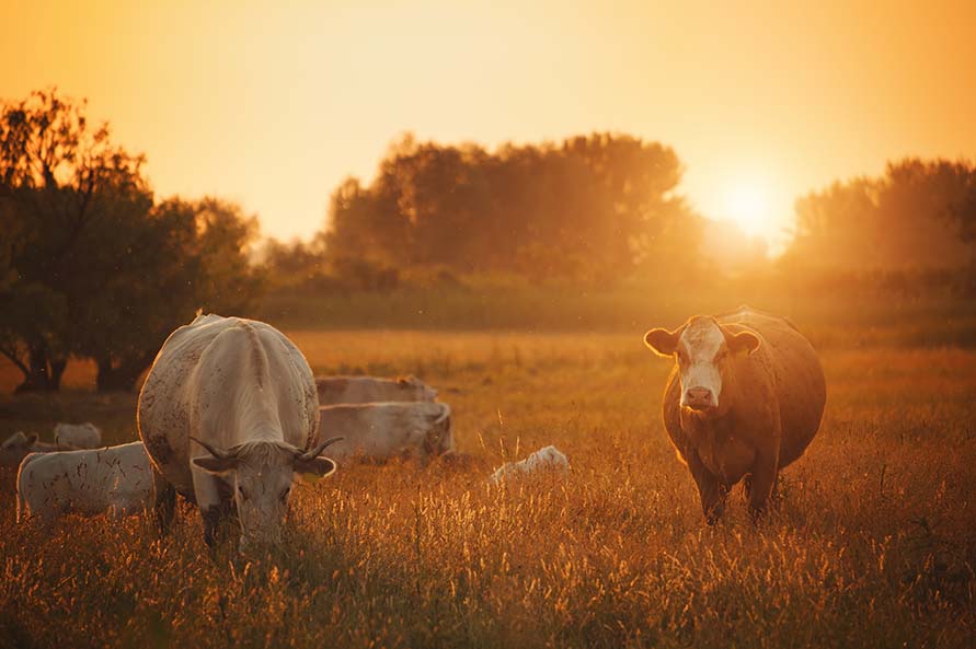 Maintaining Livestock Health: Key Supplements and Care Strategies