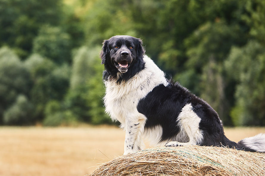 Life on the Farm Can Be Tough: A Tribute to My Farmer