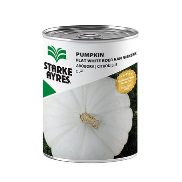 STARKE AYRES PUMPKIN VAN NIEKERK 100G