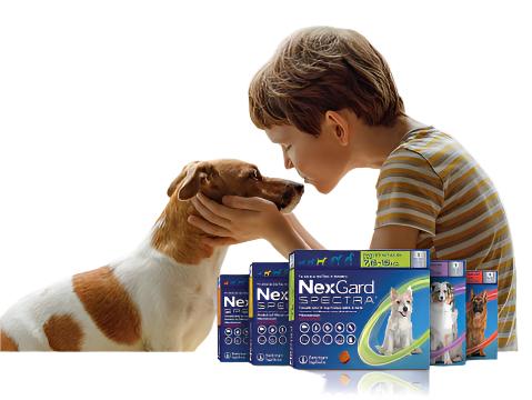 NEXGARD SPECTRA DOG 1 CHEW – Hinterland